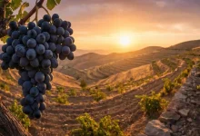 "طلای سیاه کردستان؛ چرا سرمایه گذاری روی نهال انگور سیاه سردشت سودآور است؟"